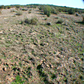 Bioturbation of the soil surface by wild boars
