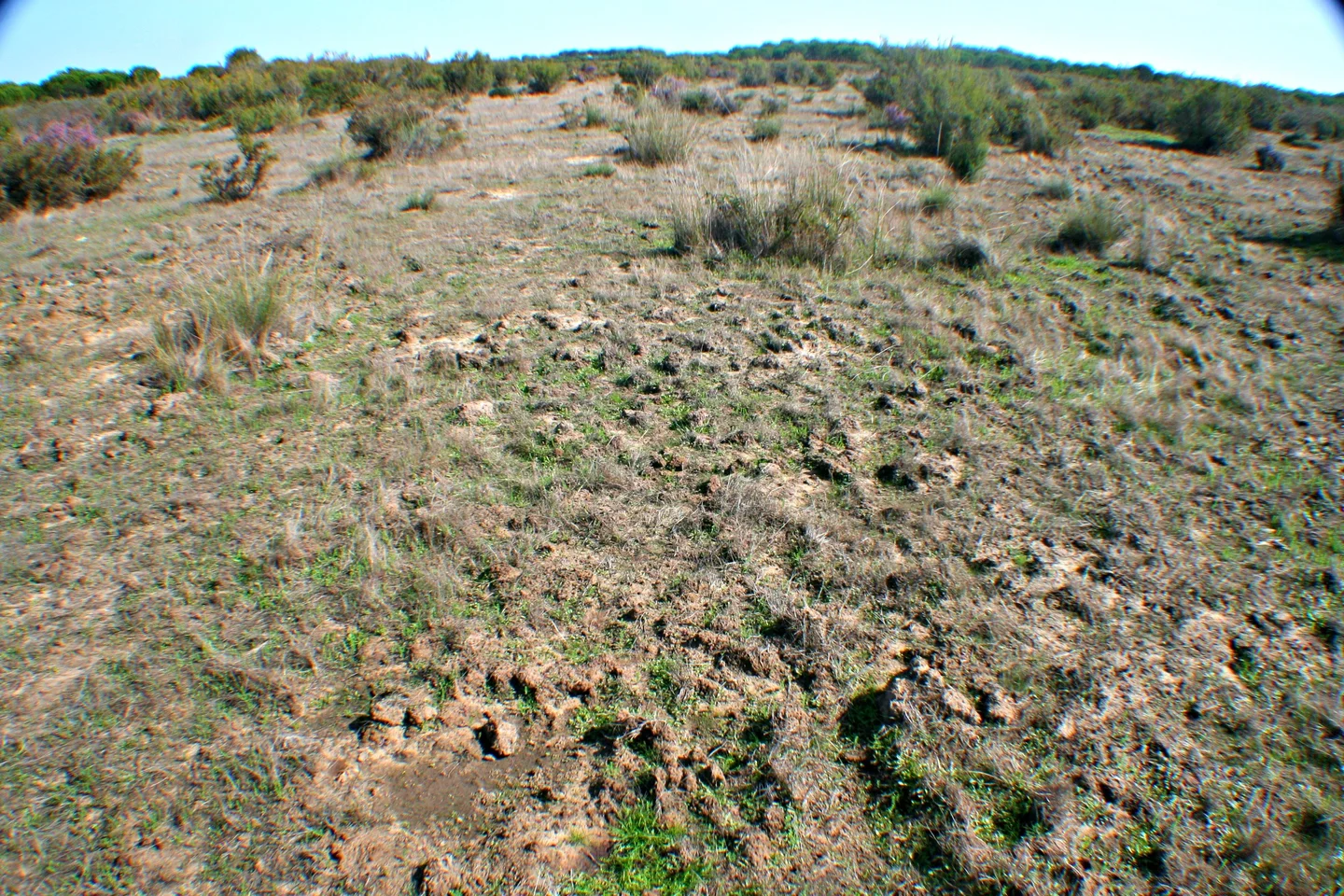 Bioturbation of the soil surface by wild boars