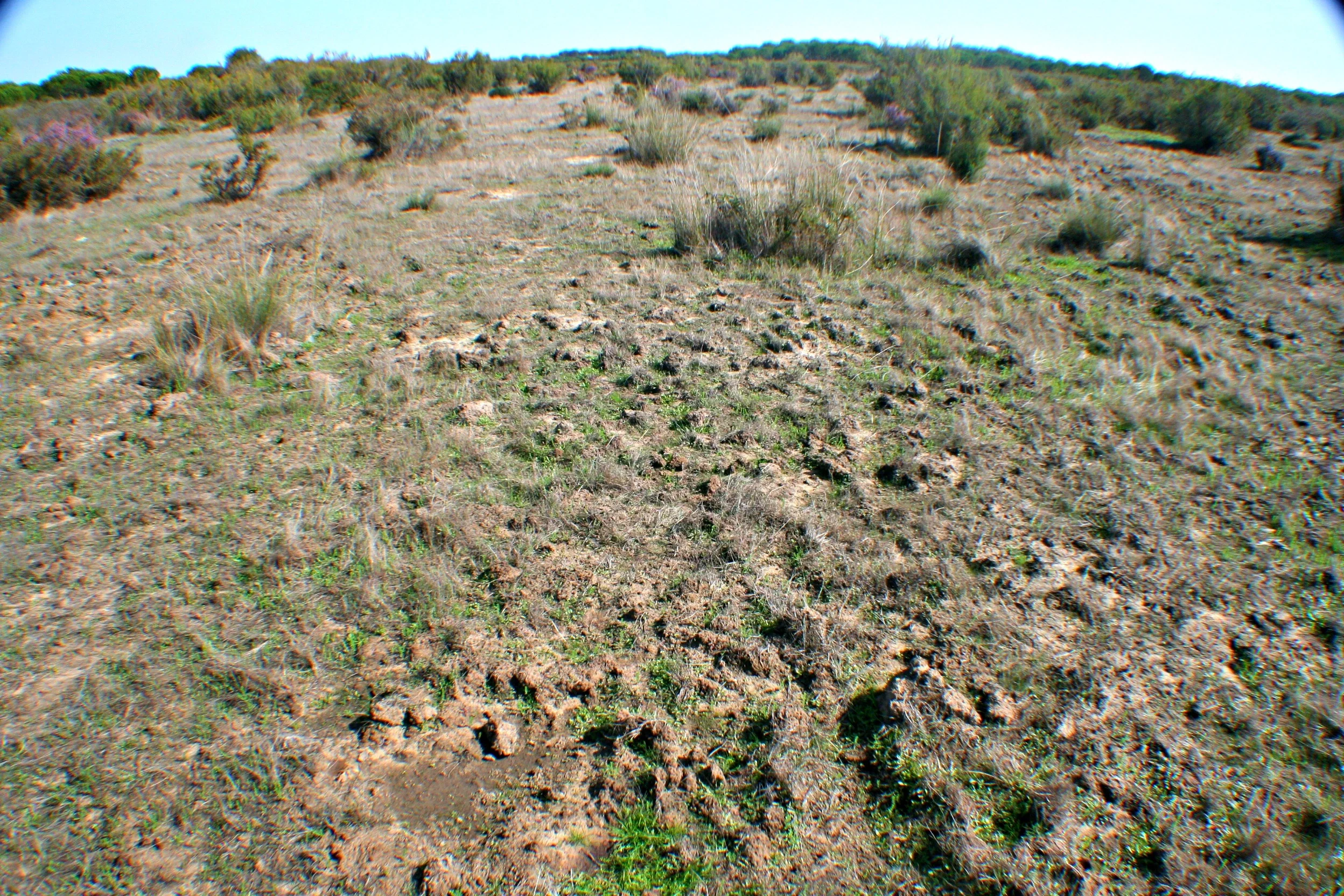 Bioturbation of the soil surface by wild boars
