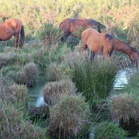 Peatbog (Doñana National Park, Spain)
