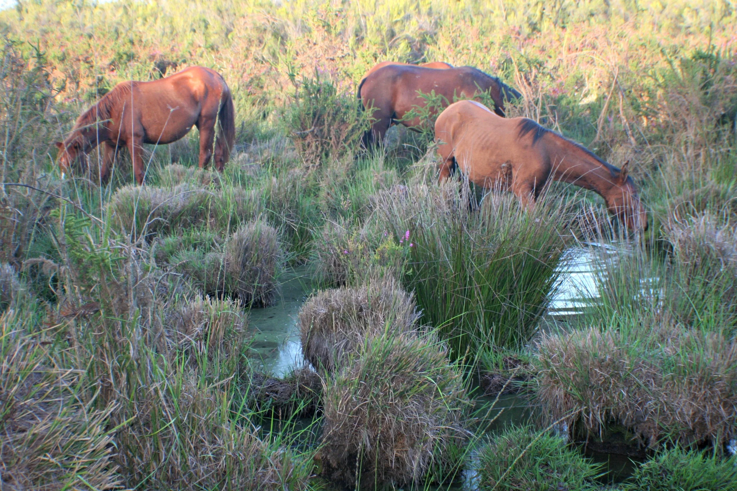 Peatbog (Doñana National Park, Spain)