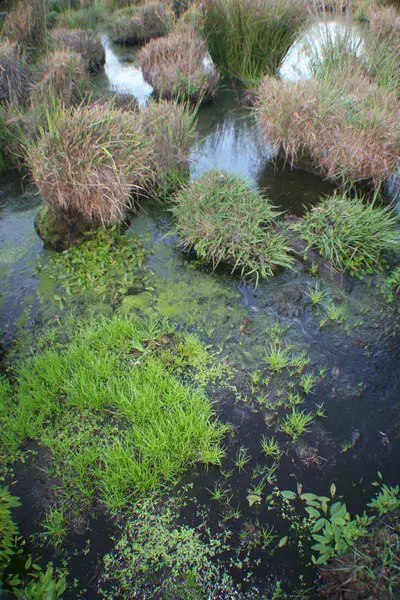 Peatbog (Doñana National Park, Spain)