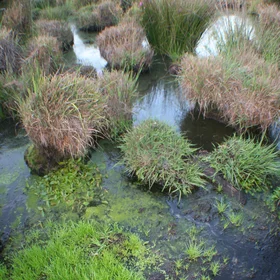 Peatbog (Doñana National Park, Spain)