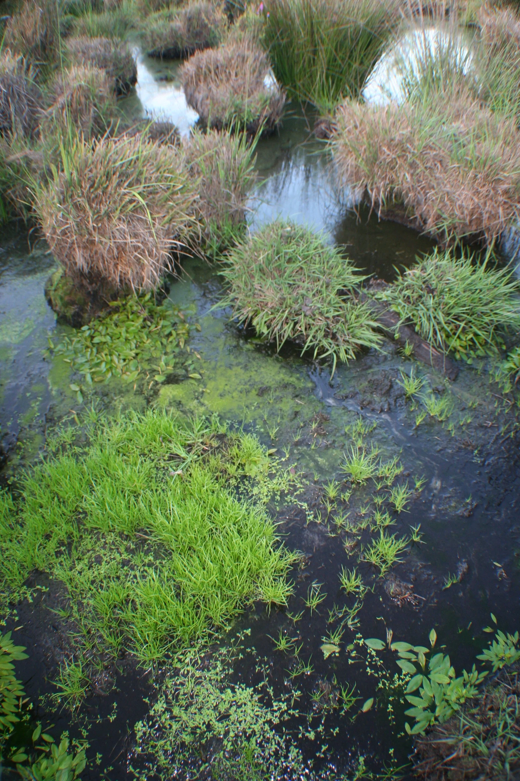 Peatbog (Doñana National Park, Spain)