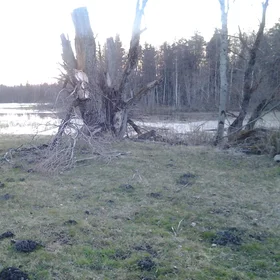 Bioturbation...in Estonia