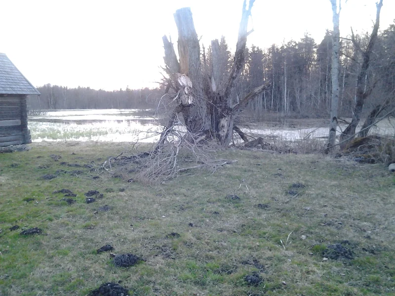 Bioturbation...in Estonia