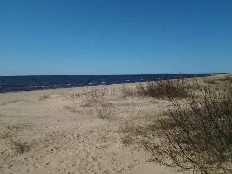 Baltic sea dunes 