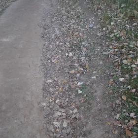 Natural soil erosion protection in an unpaved road