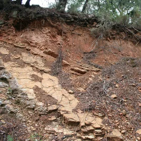 Pine forest on shallow soil (Cambic Leptosol) by 