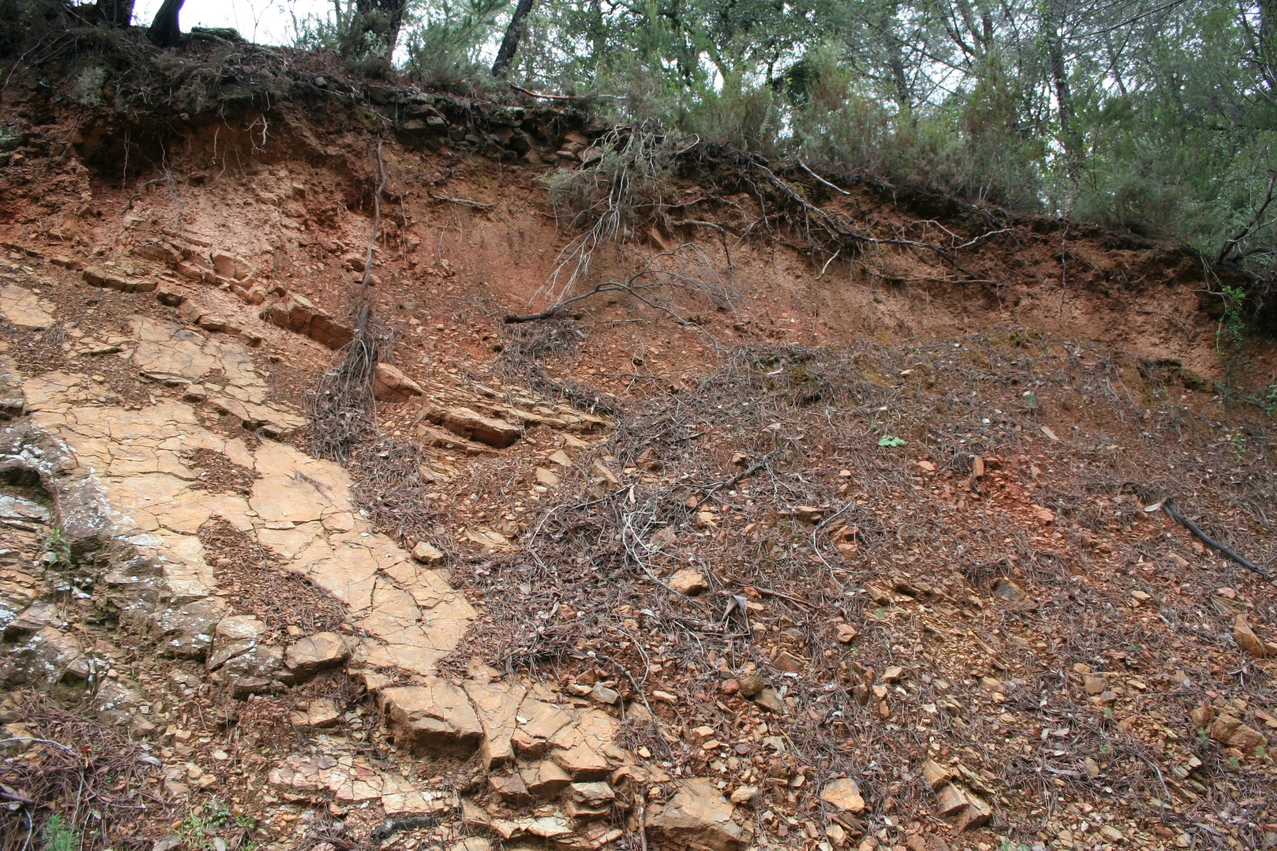 Pine forest on shallow soil (Cambic Leptosol)
