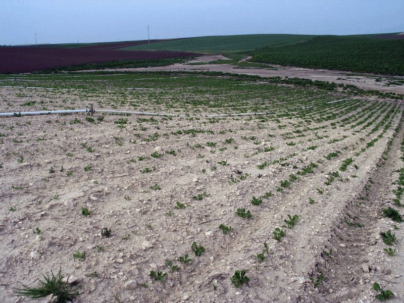 Soil erosion favored by agriculture