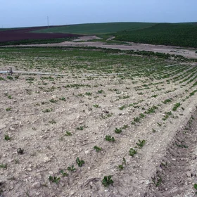 Soil erosion favored by agriculture