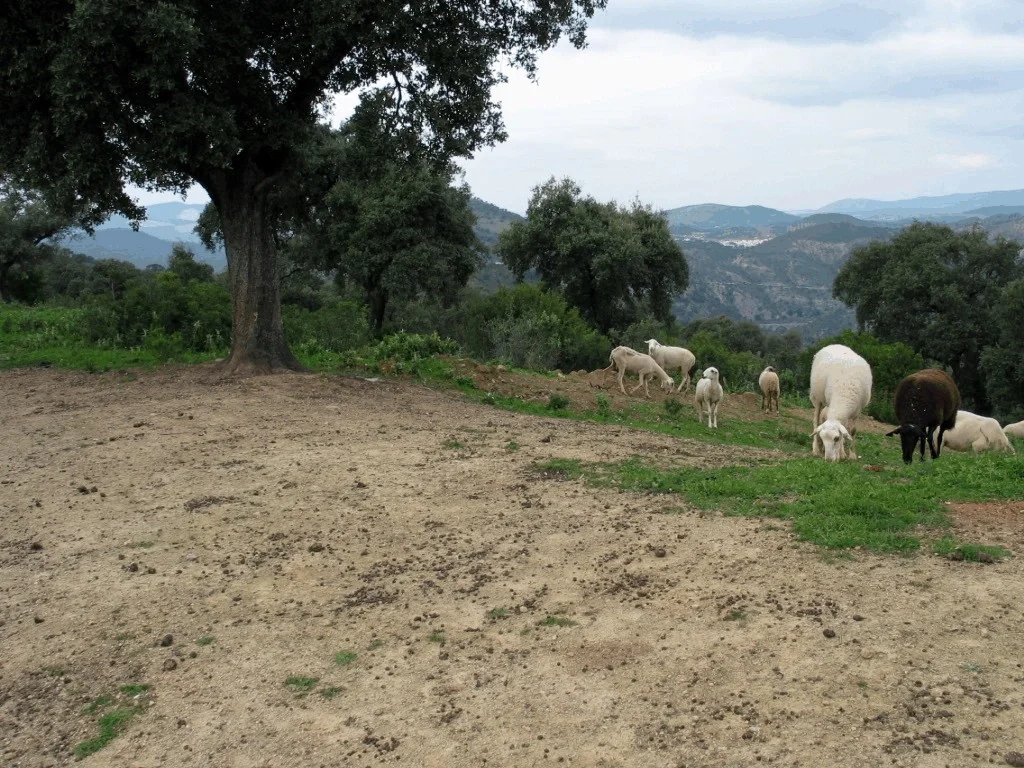 Impact of livestock on soils