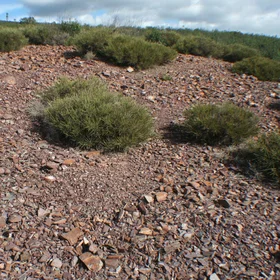 Stony soil: Lithic Leptosol