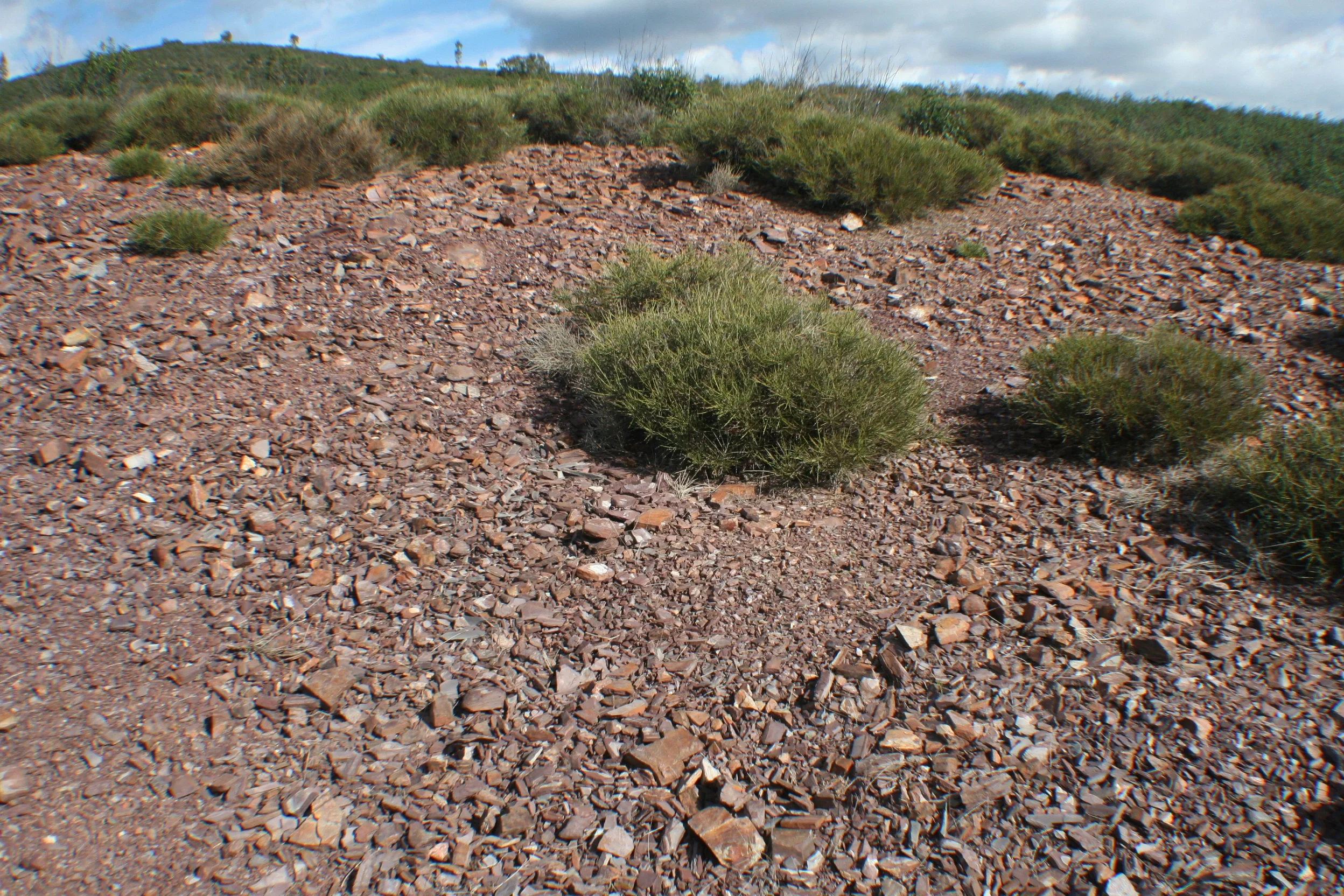 Stony soil: Lithic Leptosol