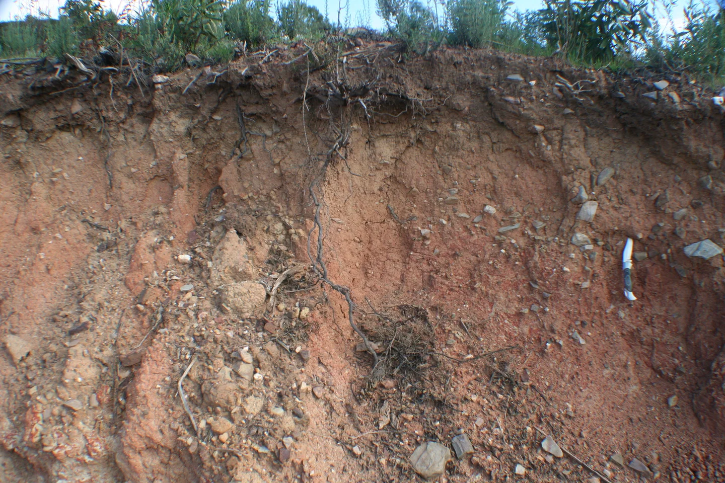 Eroded bank of reddish brown soil packed with pebbles and stones, with tangled roots hanging down from shrubs above and a white marker pen on the right for scale.