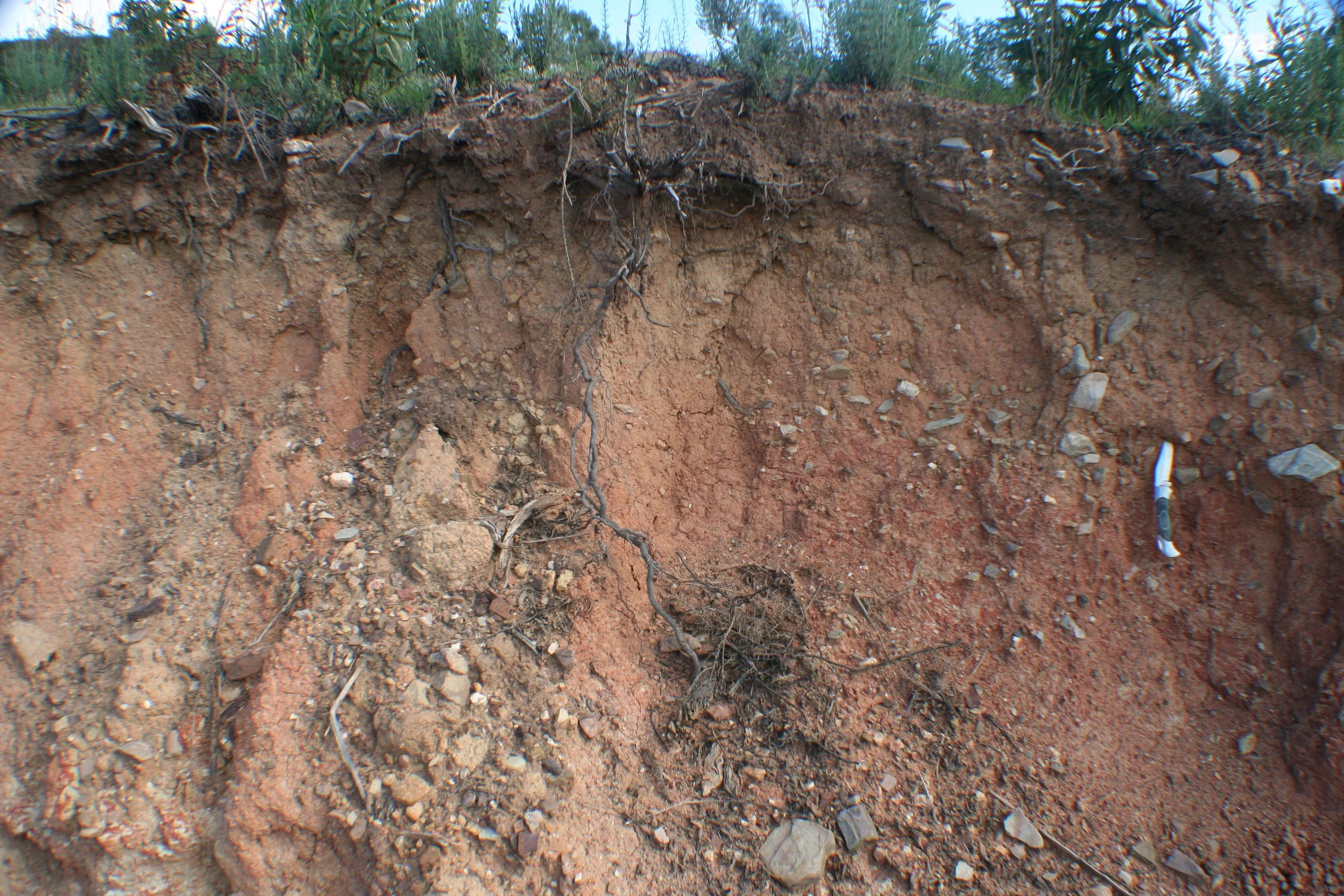 Haplic Regosol on colluvial materials
