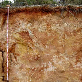 Dystric Endogleyic Regosol