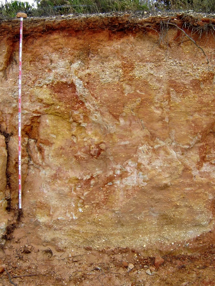 Dystric Endogleyic Regosol