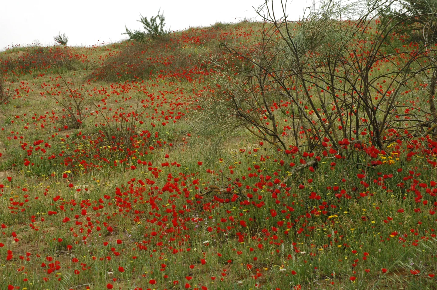The Blooming Desert 