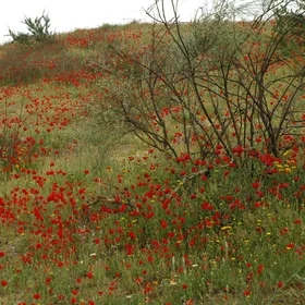 The Blooming Desert 