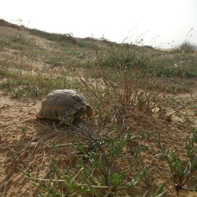 Teenage Mutant Desert Turtle