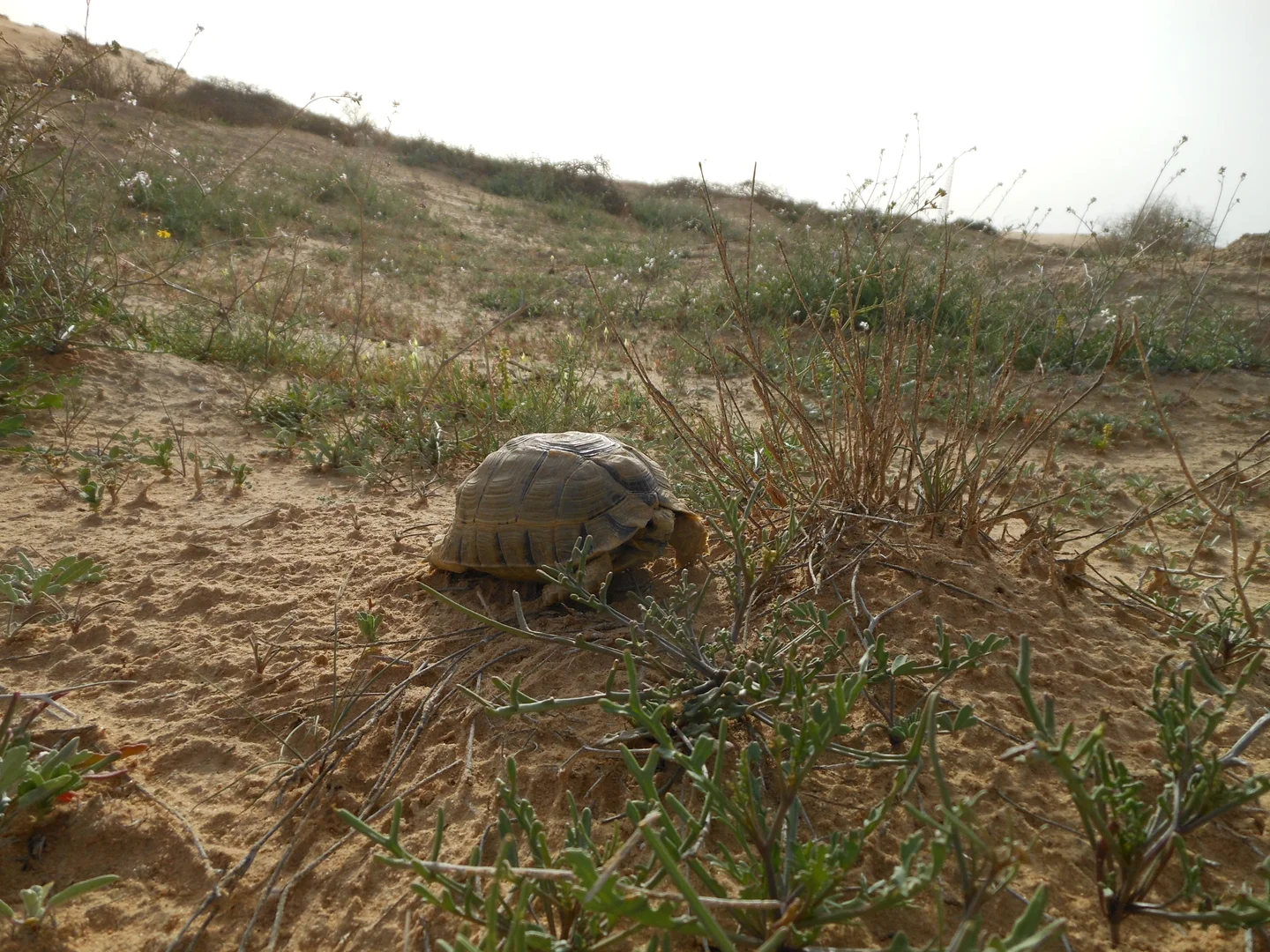 Teenage Mutant Desert Turtle