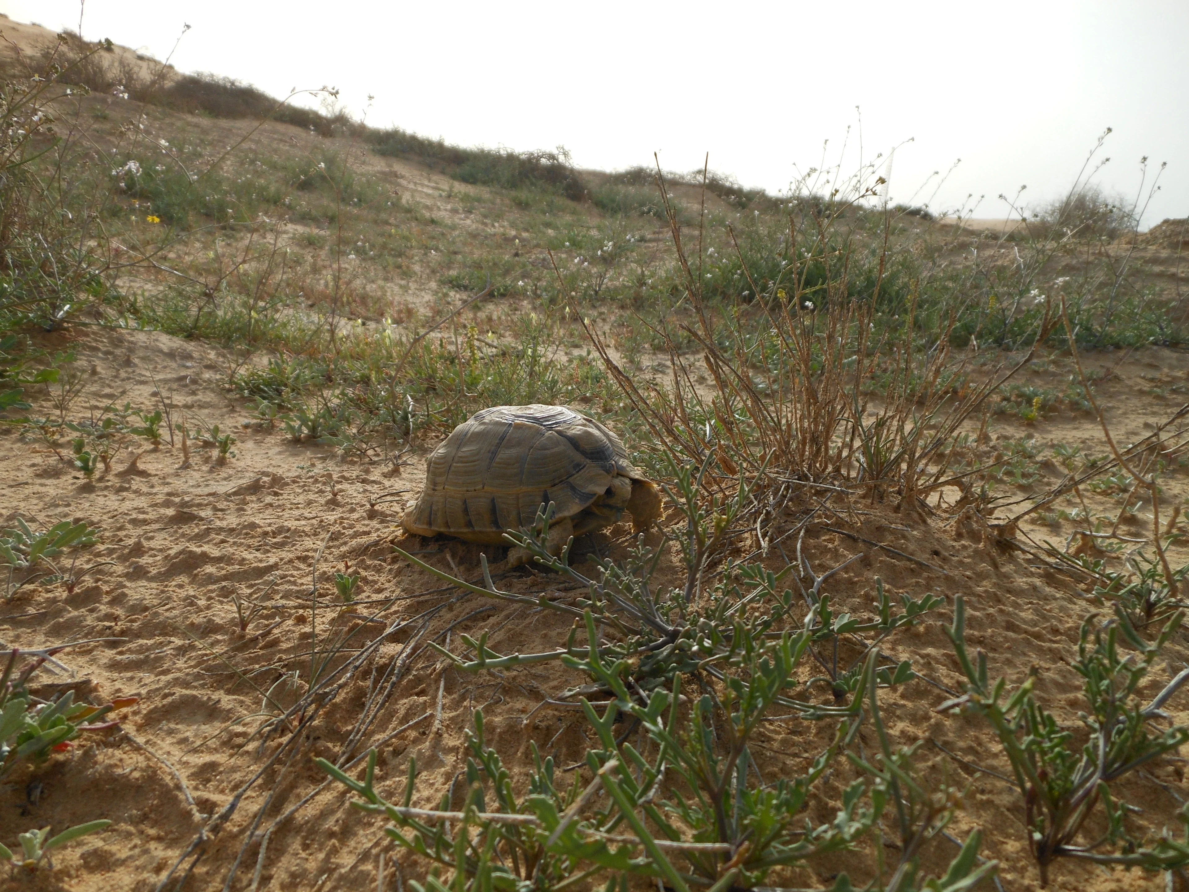Teenage Mutant Desert Turtle