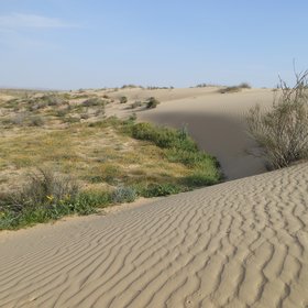 Moving Sand in the Negev Desert