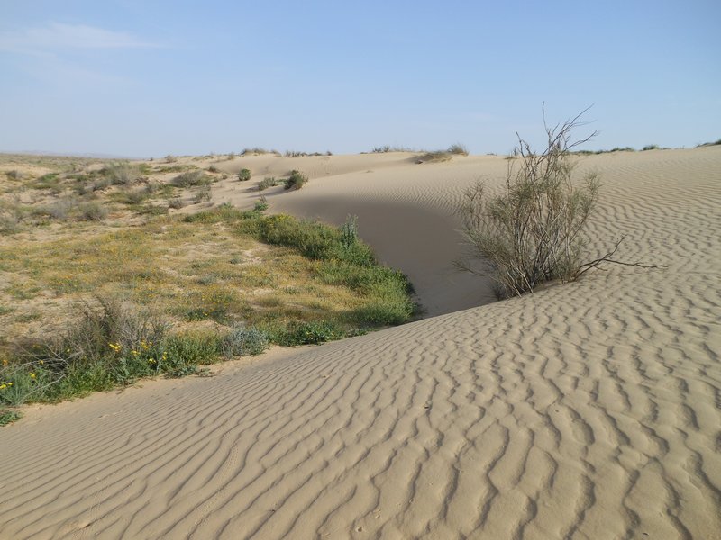 Moving Sand in the Negev Desert