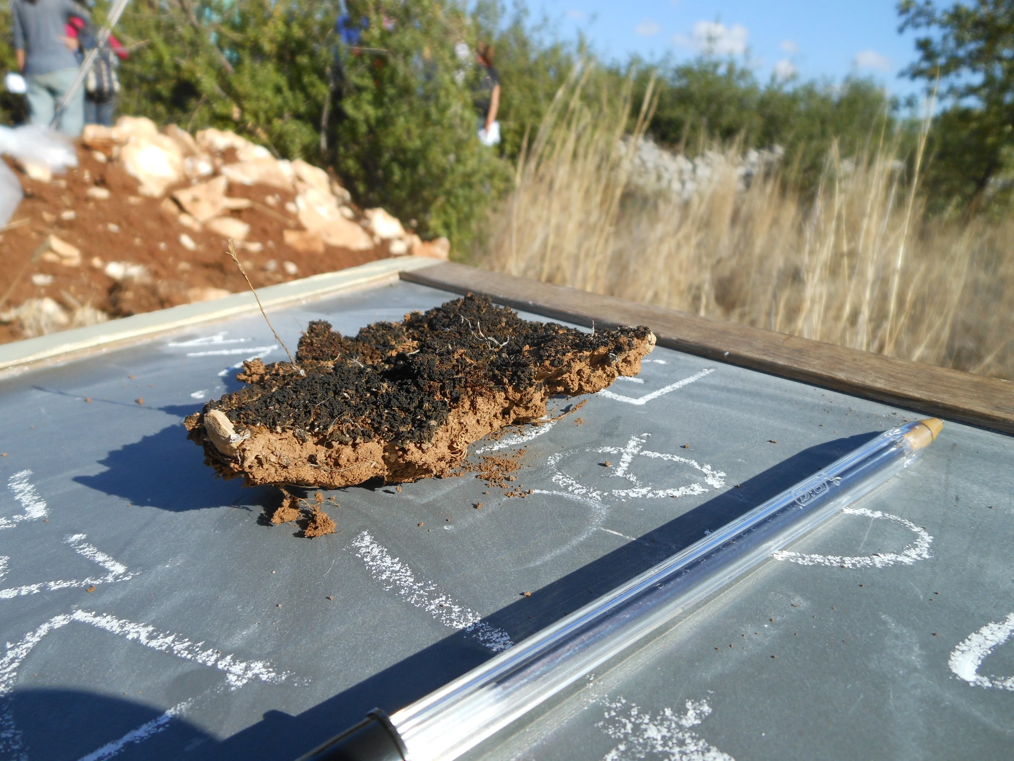 Biological Soil Crust