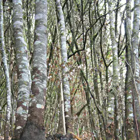 Peat fire