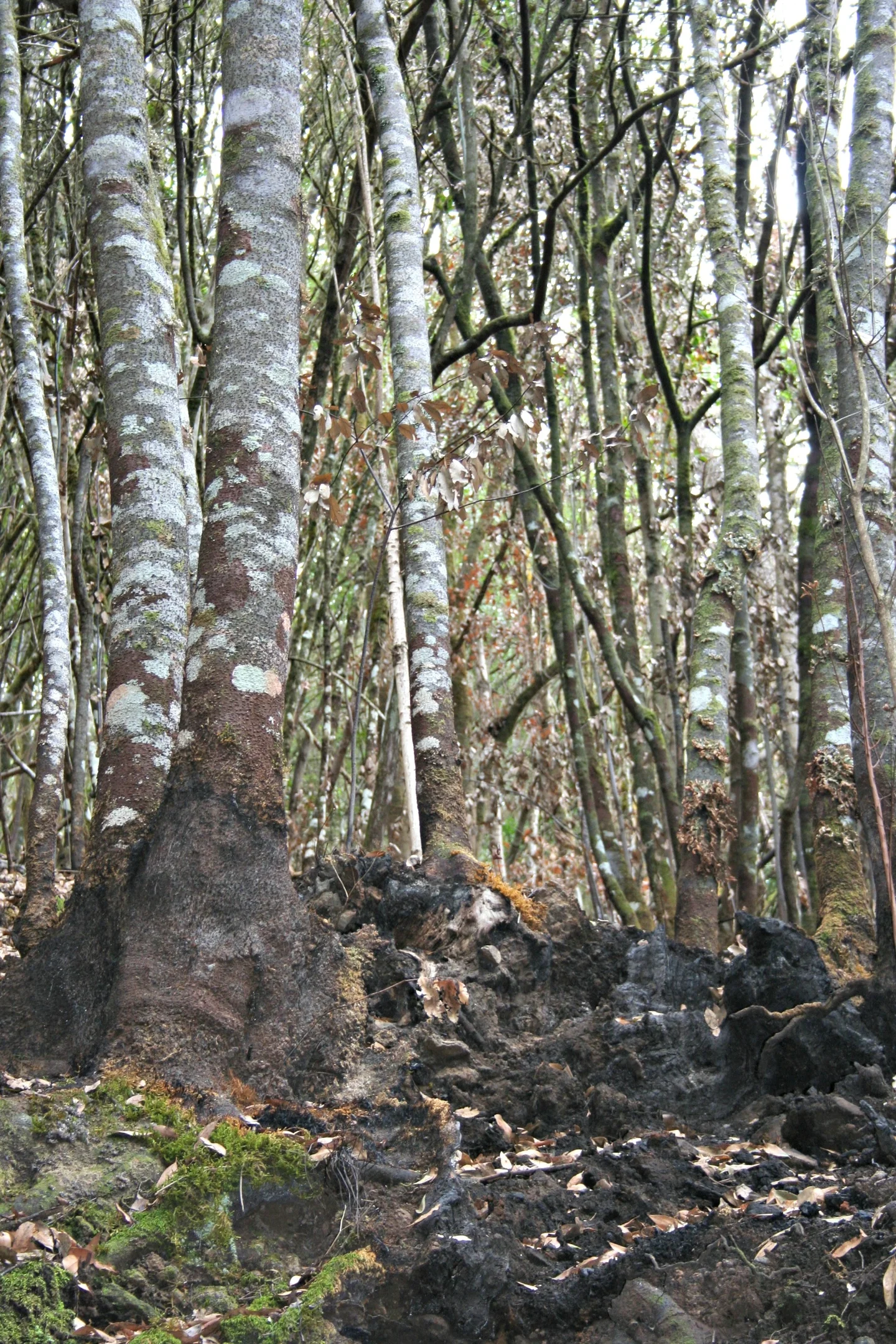Peat fire