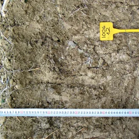 Vertic Calcisol on sandy marls