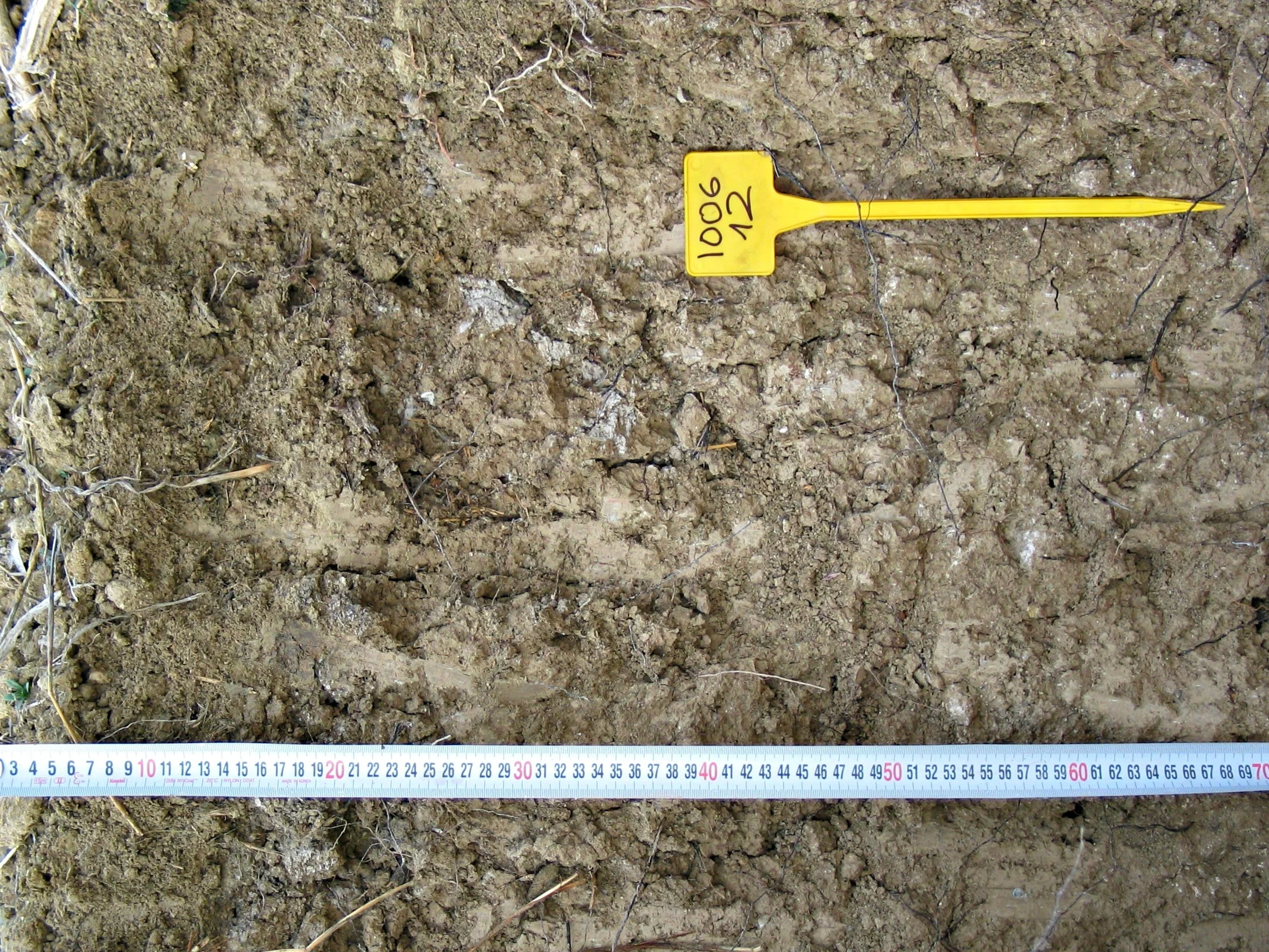 Vertic Calcisol on sandy marls