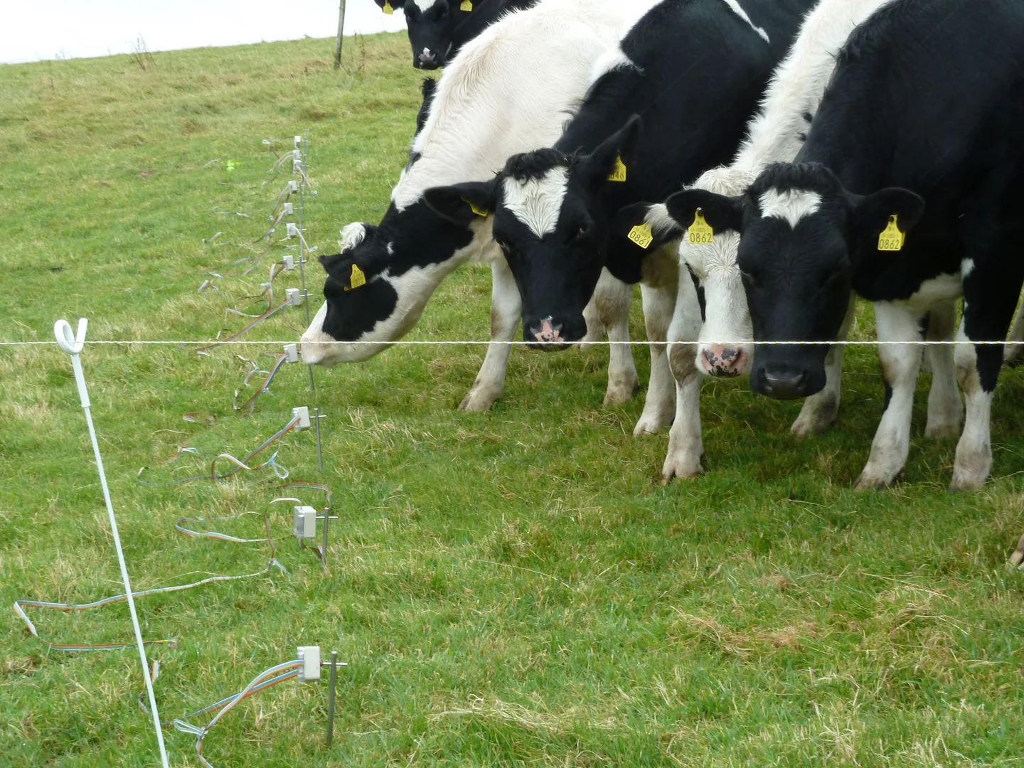 Nosey cows