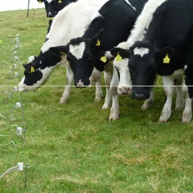 Nosey cows