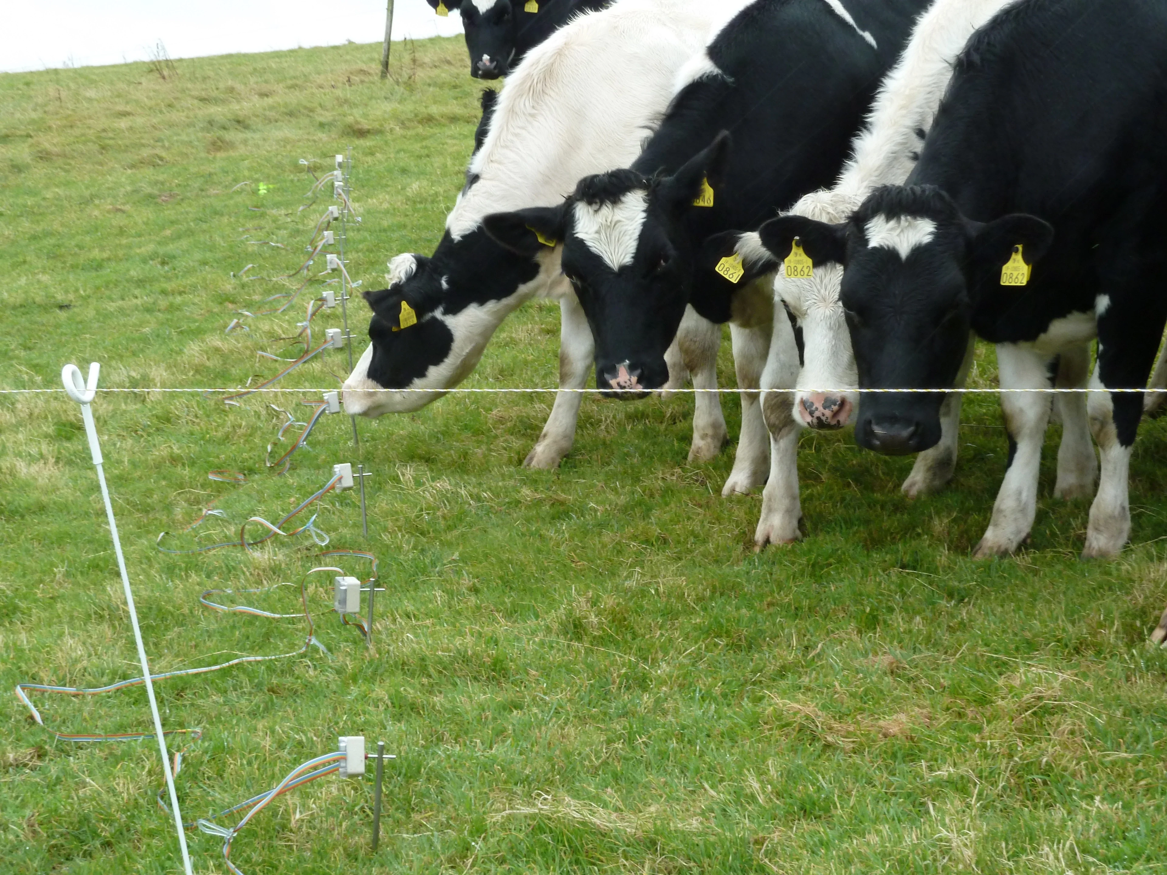 Nosey cows