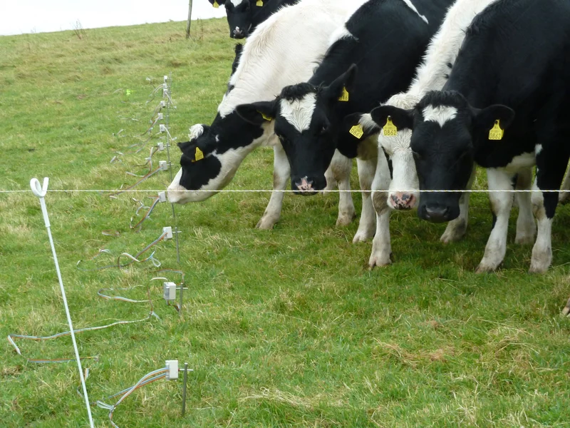 Nosey cows