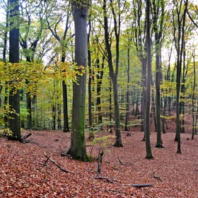Fagus sylvatica