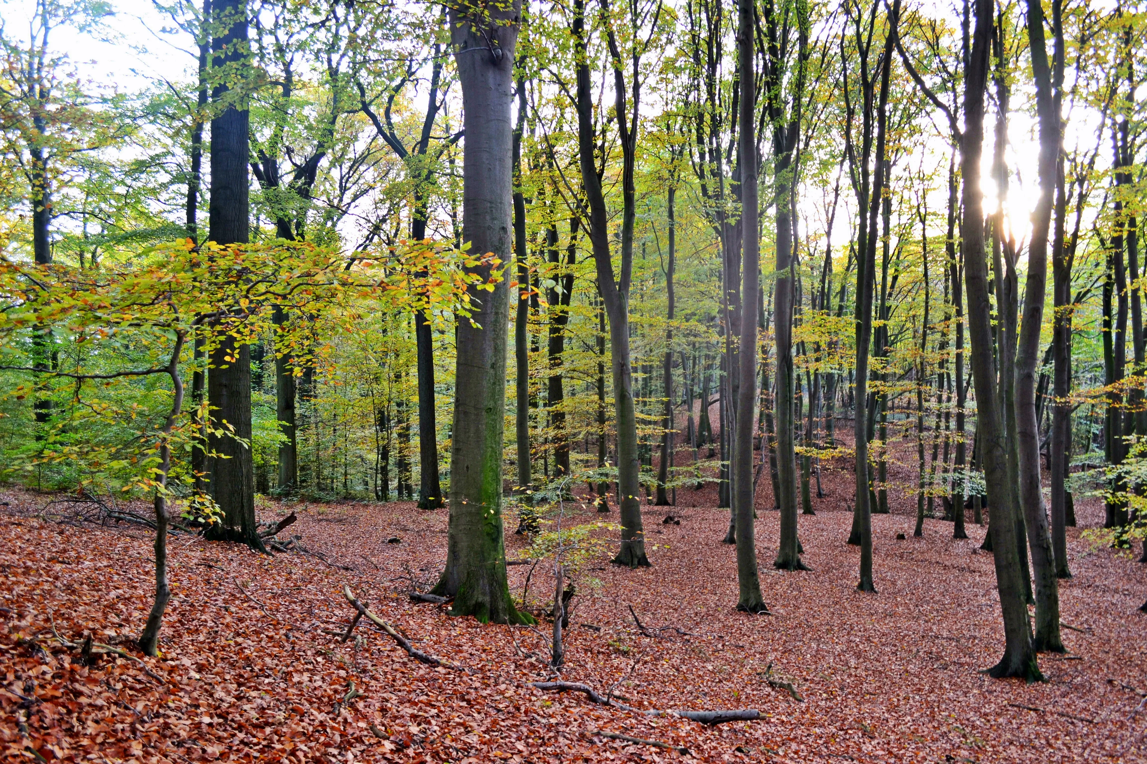 Fagus sylvatica
