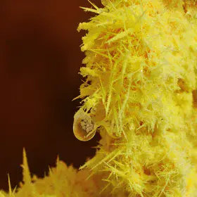 Condensation drop on sulphur