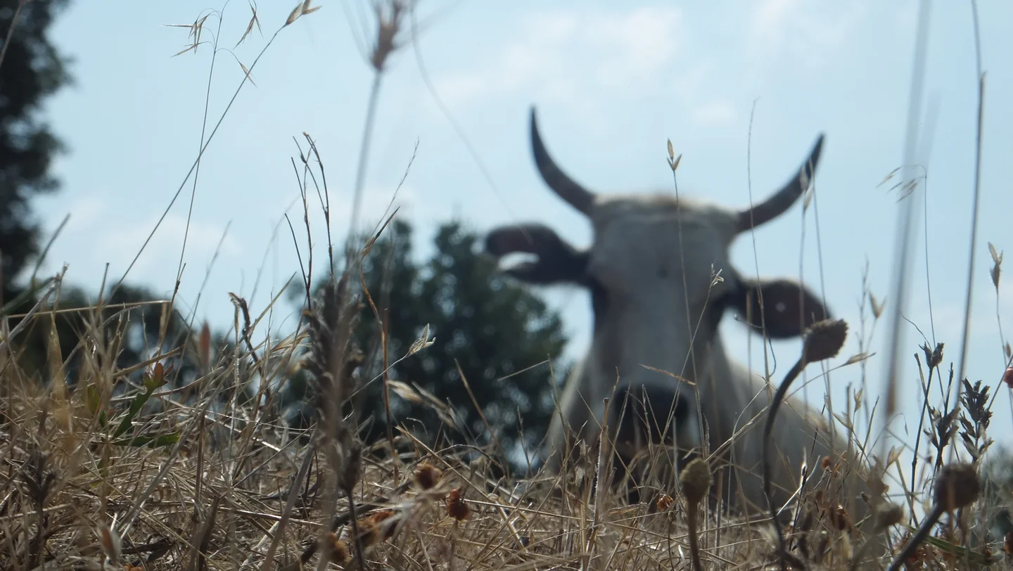 Ox