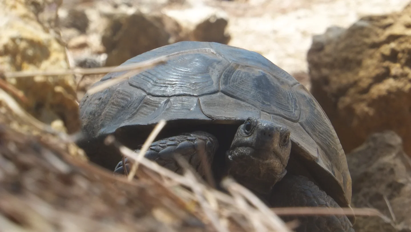 Turtle in the field