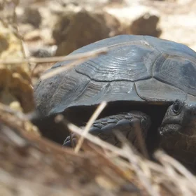Turtle in the field