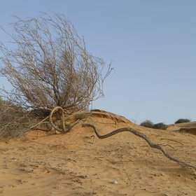 Coarse roots of Retama raetam being denuded by wind erosion