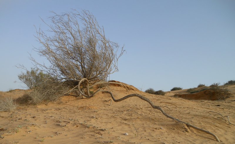 Coarse roots of Retama raetam being denuded by wind erosion