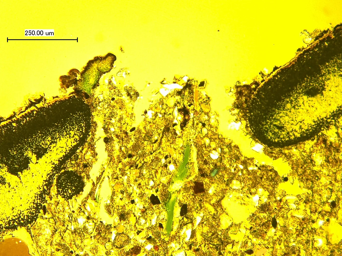 Cyanobacterium in a microhabitat 