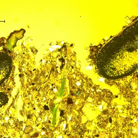 Cyanobacterium in a microhabitat 