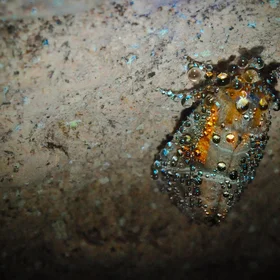 Dead moth - Coyote Cave, South Dakota